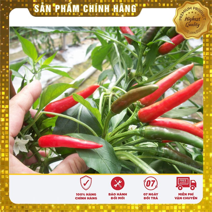 Hạt Giống Ớt Chỉ Thiên Siêu Cay [Bán Sỉ]