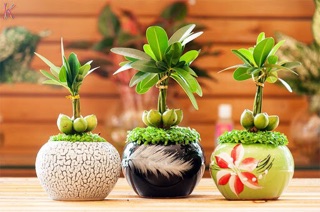 Hạt giống cỏ may mắn (1000 hạt) nảy mầm 100%