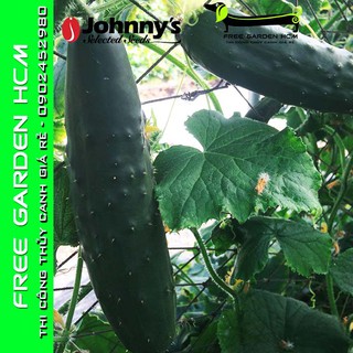 Combo 20 hạt giống dưa leo marketmore 76 - johnny’s seed – mỹ