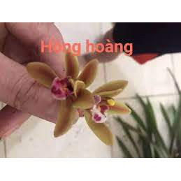 COMBO 5 THÂN ĐỊA lan kiếm hồng hoàng tây bắc, hoa đẹp, thơm dể sống, dễ thuần, mùa hoa tháng 5 - LKHHTB