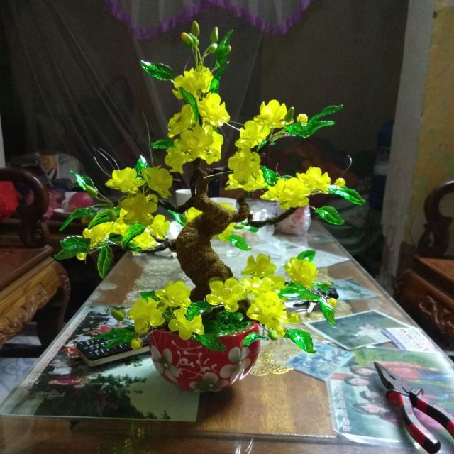 Hoa mai mini