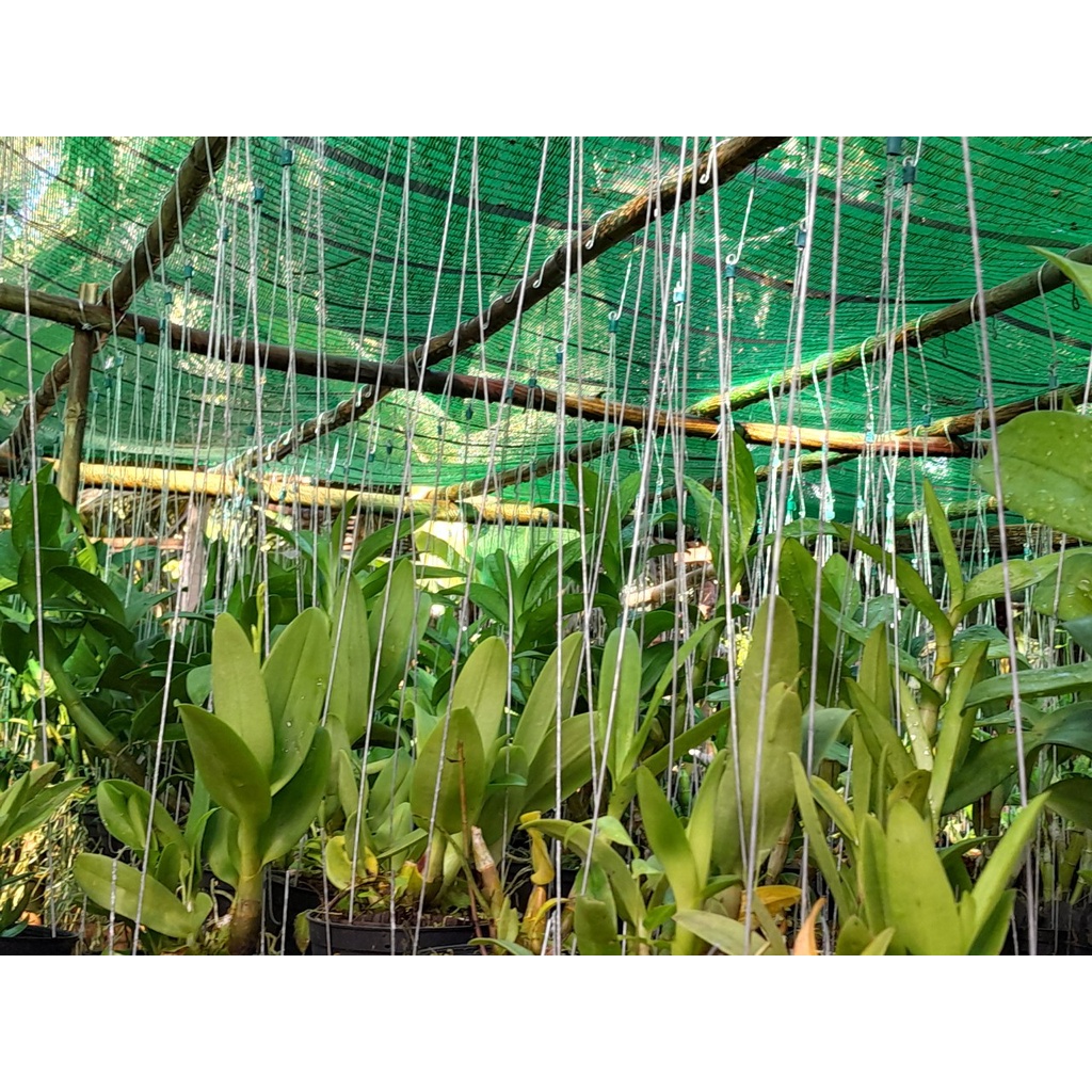 Hoa Lan Dendro Nắng Vàng Thiêng Lan, chậu cây trưởng thành, nhiều thân, cây khỏe đẹp, sắp có hoa