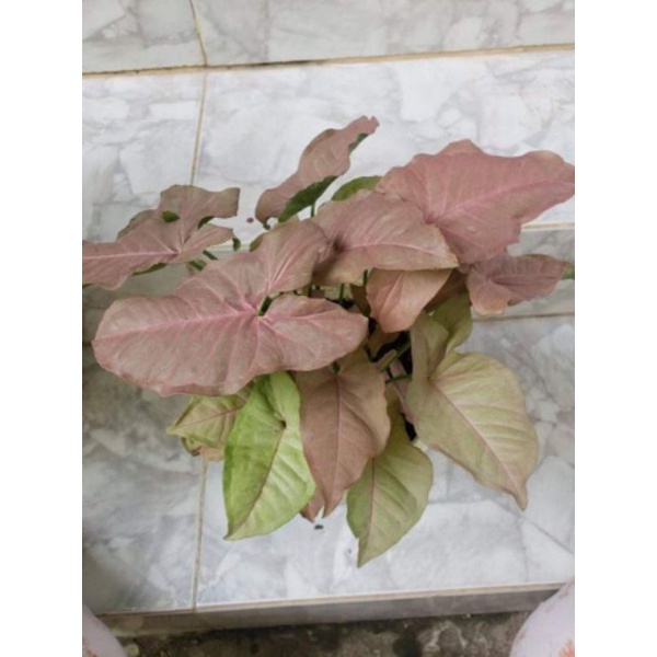 Cây Trầu Bà Hồng.