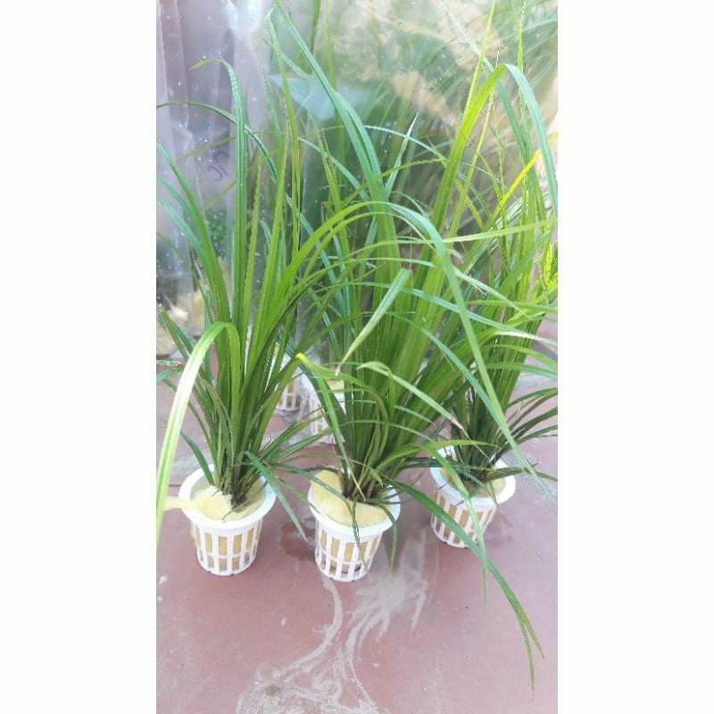 cây thủy sinh cỏ narong
