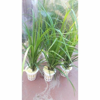 Cây thủy sinh cỏ narong
