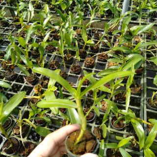 Dendro xuân cây giống