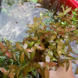 1 PHẦN CÂY THỦY SINH SUNSET- TRANG TRÍ BỂ CÁ