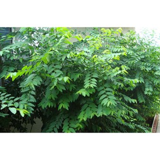 05 Cây giống Rau Bồ Ngót giâm cành - Tặng phân hữu cơ trùn quế