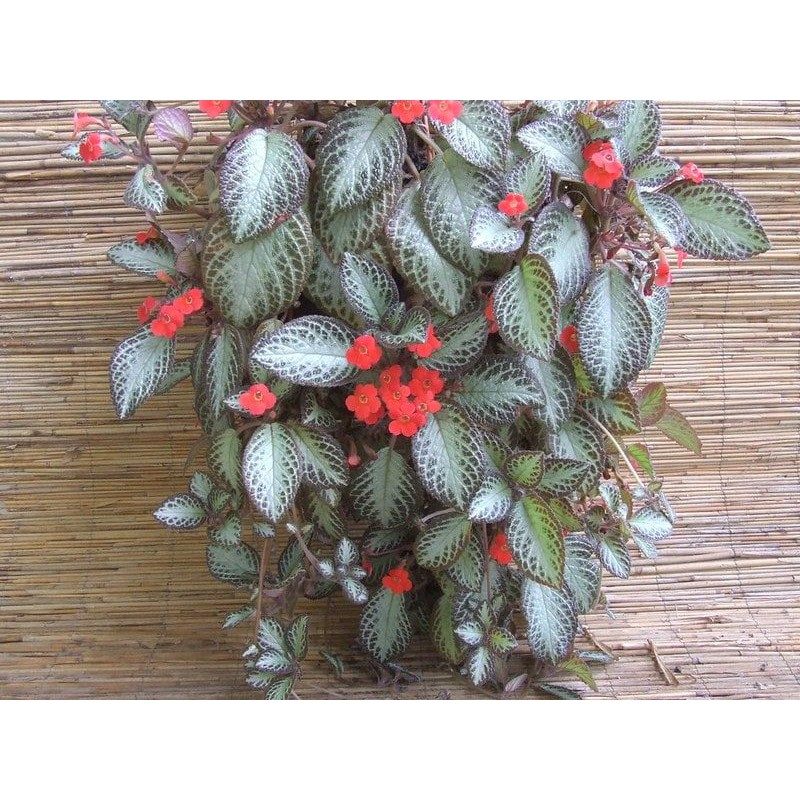 Cây Episcia/ ấm kiếm