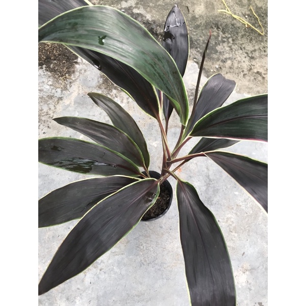 Cây phát tài lá nâu Singapore Huyền bí