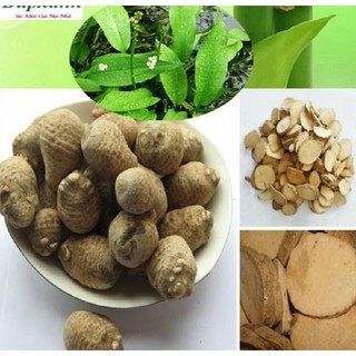 Hạt giống trạch tả - ( Cây dược liệu - gói 50 hạt )
