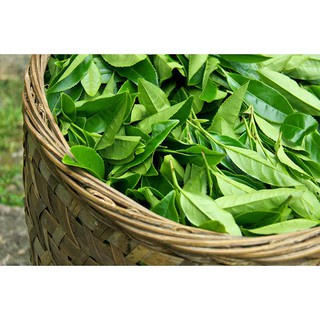 Cây giống chè xanh