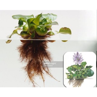 5 Cây Lục Bình Thủy Sinh (bèo tây)