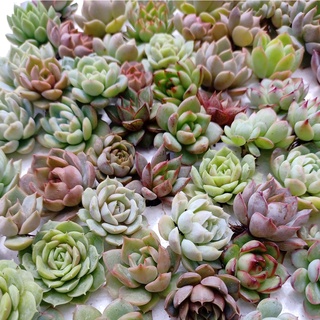 SEN ĐÁ MINI - SEN VỈ NGẪU NHIÊN