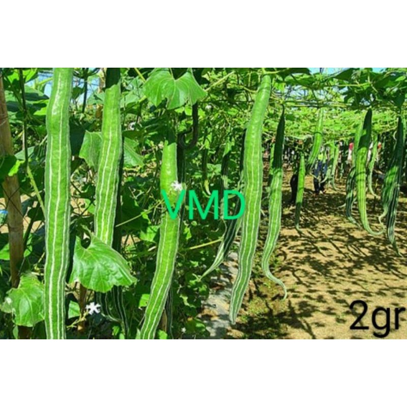 Hạt giống Lặc Lày Lai