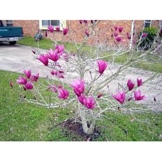Hạt giống hoa mộc lan (03 hạt)