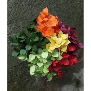 Combo lá nguyệt quế