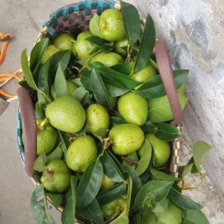 1kg Lá Bình bát (Na xiêm) T ươi Gửi Miền Bắc