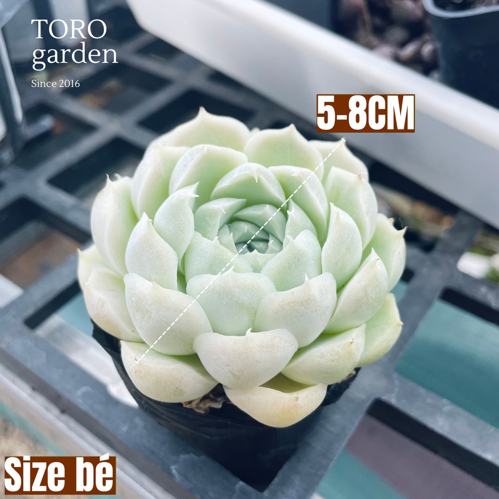 Sen đá 3 cây khác loại ngẫu nhiên Đà Lạt cây cảnh trang trí nhà cửa Toro garden