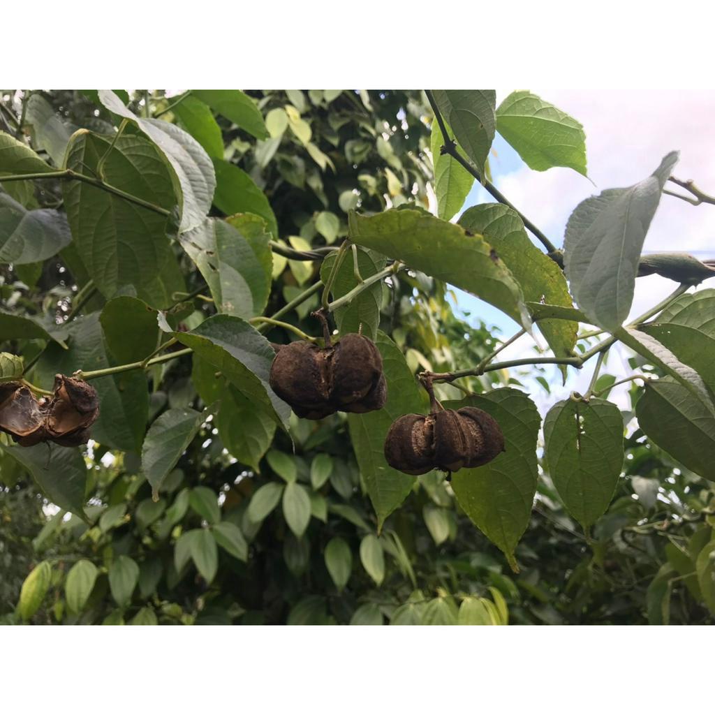 Hạt sachi ăn liền- đã luộc, sấy, Hạt nhà trồng chuẩn ngon 500g