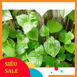 0.5g Hạt giống Rau càng cua