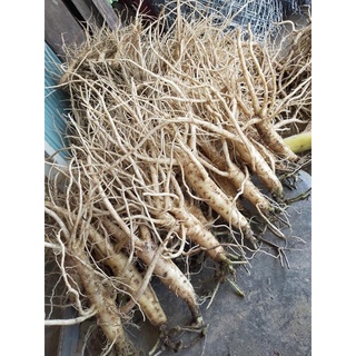 Đẳng sâm , sâm dây ngọc linh 1kg/ set 5-9 củ/kg