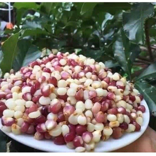 (DTFood-CHUYÊN SỈ) NGÔ NẾP BUNG ĐIỆN BIÊN