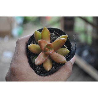 sen đá cam (Sedum adolphi)