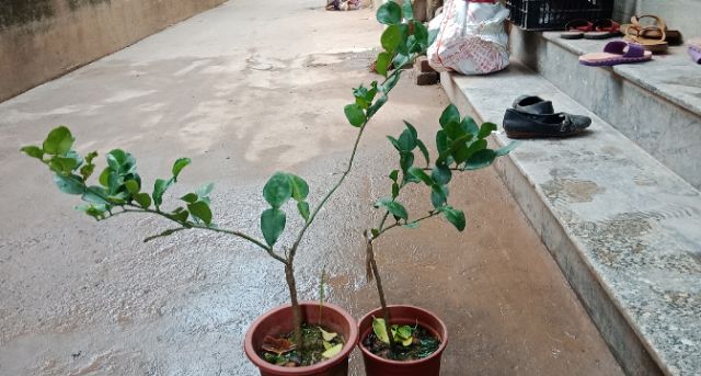 Cây chanh thái hay còn gọi là chanh não người nhập khẩu
