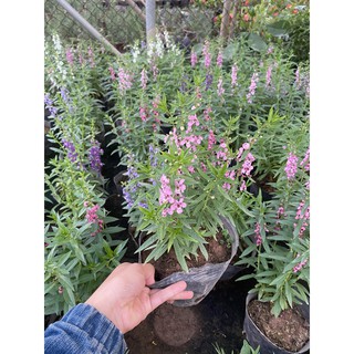 Hoa violet - hoa trồng ban công