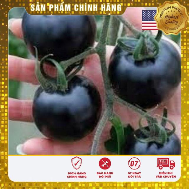 Gói 50 hat giống cà chua bi đen USA