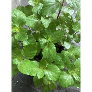 Chậu cây Bạc Hà Âu - Pepper Mint vị the mát cây nhiều thân nhánh
