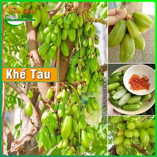 Cây Khế Tàu - Khế Đài Loan chấm muối ớt siêu ngon giống cây kèm bầu đất cao 80cm - 1 mét cực sai quả dễ trồng & chăm sóc