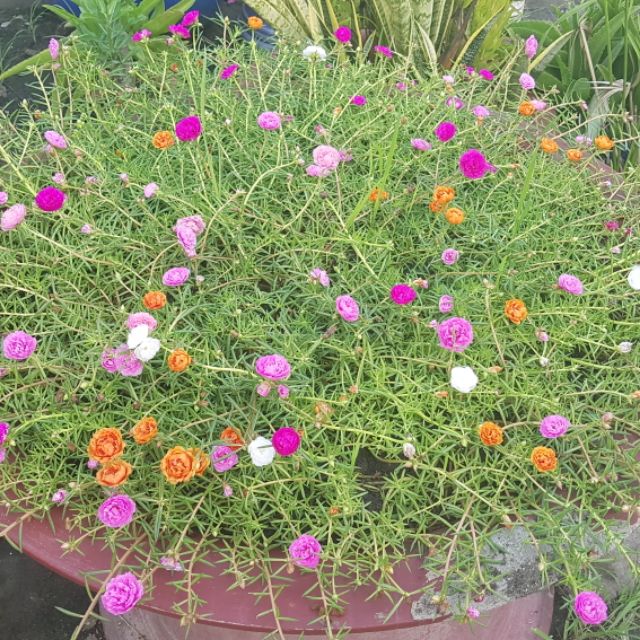 THANG NHÔM RÚT NIKITA