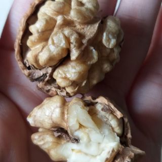Combo 10 kg óc chó nếp