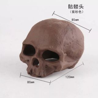 Xương Sọ Trang Trí Bể Thủy Sinh- Bể Cá- Bể Tép Cảnh