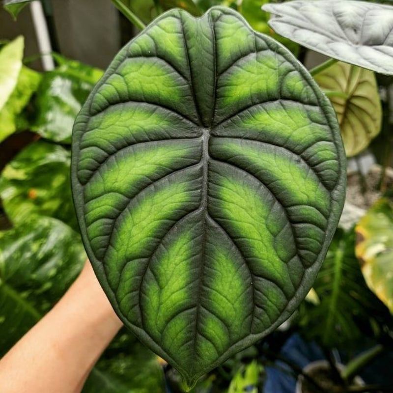 Chậu cứng 5 loại alocasia