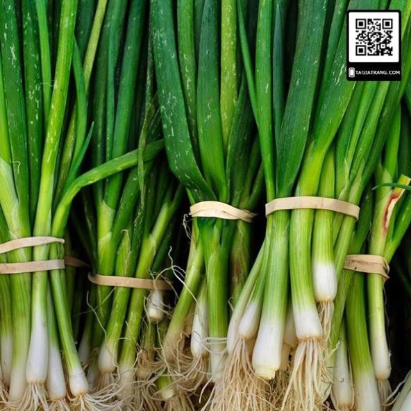 Sale 1K - 40 hạt giống hành hoa  cao sản - Học làm vườn cùng Tạ Gia Trang