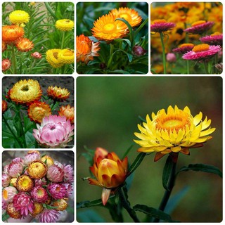 Hạt giống hoa Cúc Bất Tử