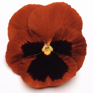 Hạt giống hoa Pansy Red With Mottling siêu nổi bật