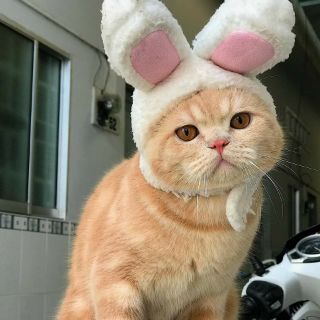 Nón tai thỏ cute - Nón đội cho mèo