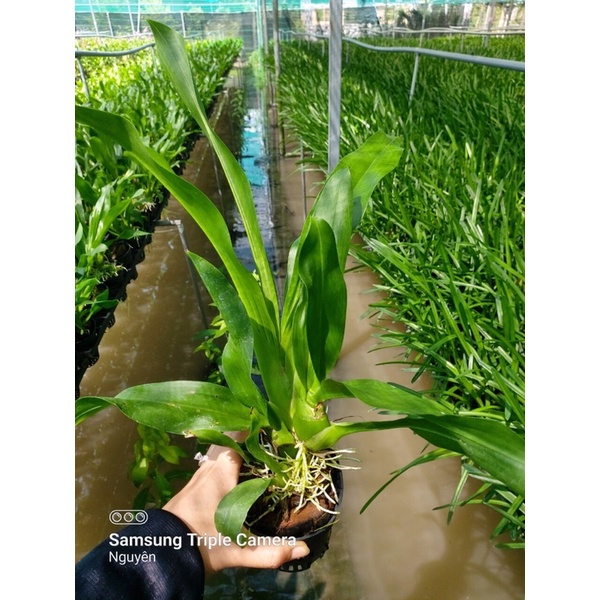 Vũ Nữ Hoàng Hậu Xanh Cây Trung Sắp Hoa