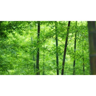 Tranh Dán Tường 3D,Rừng Trúc Xanh- Đã tích hợp sẵn keo