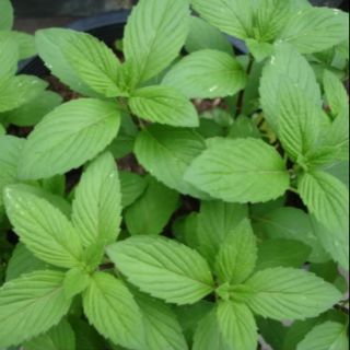 Chậu cây rau húng đứng (rau húng chanh)