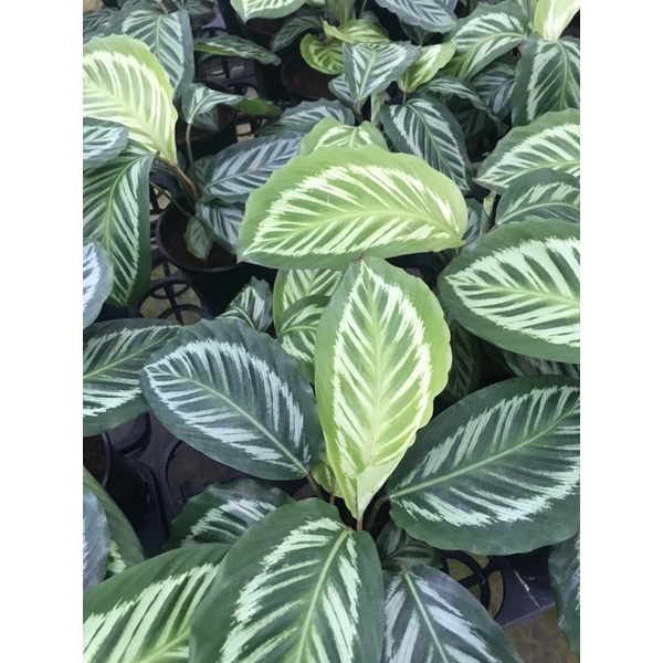 Chậu cứngĐuôi công Flame star