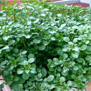 Hạt giống xà lách xoong Mỹ VTS41 | Vạn Tín Store