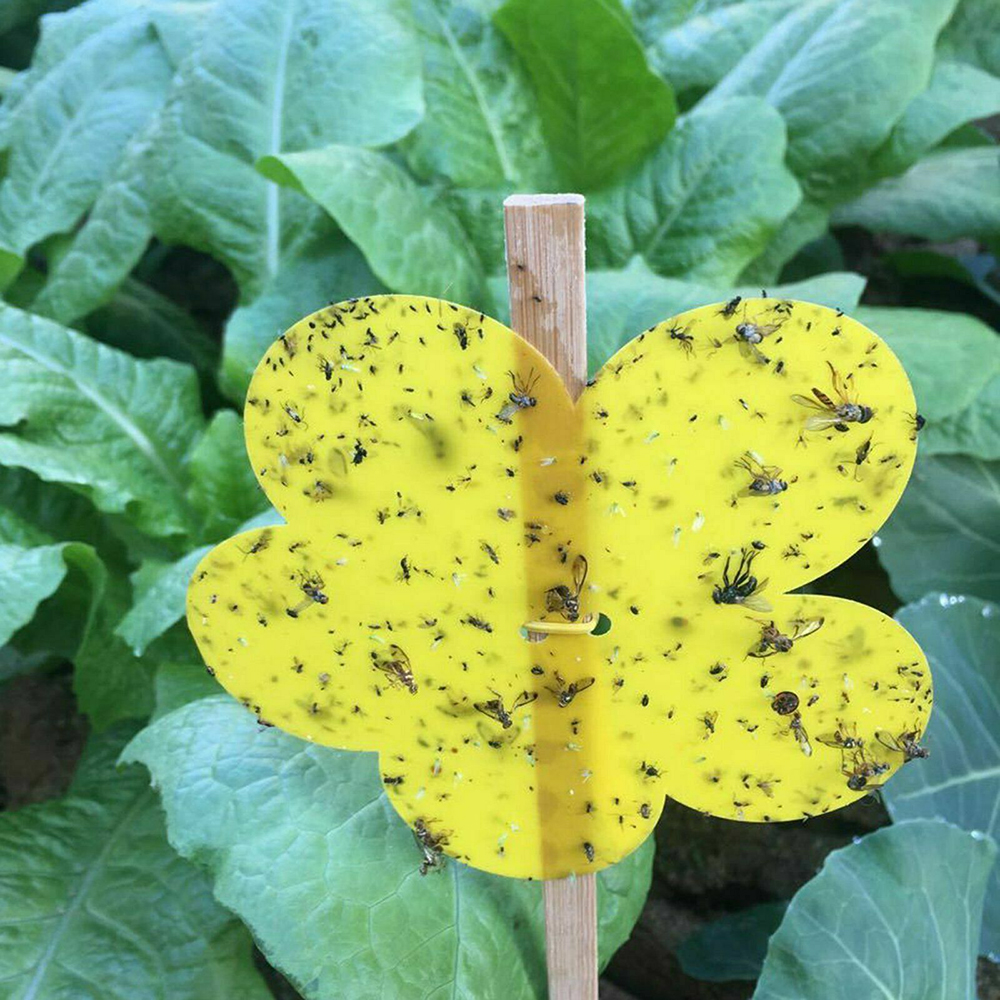 ☆Yarmai Yaa Yacao YOLA YOLA☆ Set 10 / 20 Cuộn Keo Dính Côn Trùng Tiện Dụng