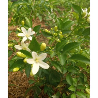 Cây Nguyệt Quế ( cây cao 20-30 cm )