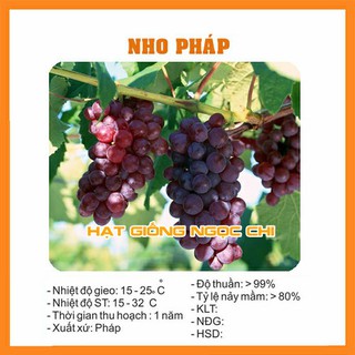Hạt Giống Cây Nho Pháp - 10 Hạt