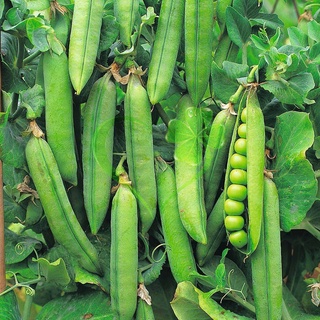 HẠT GIỐNG ĐẬU HÀ LAN - GÓI 20 GRAMMS626